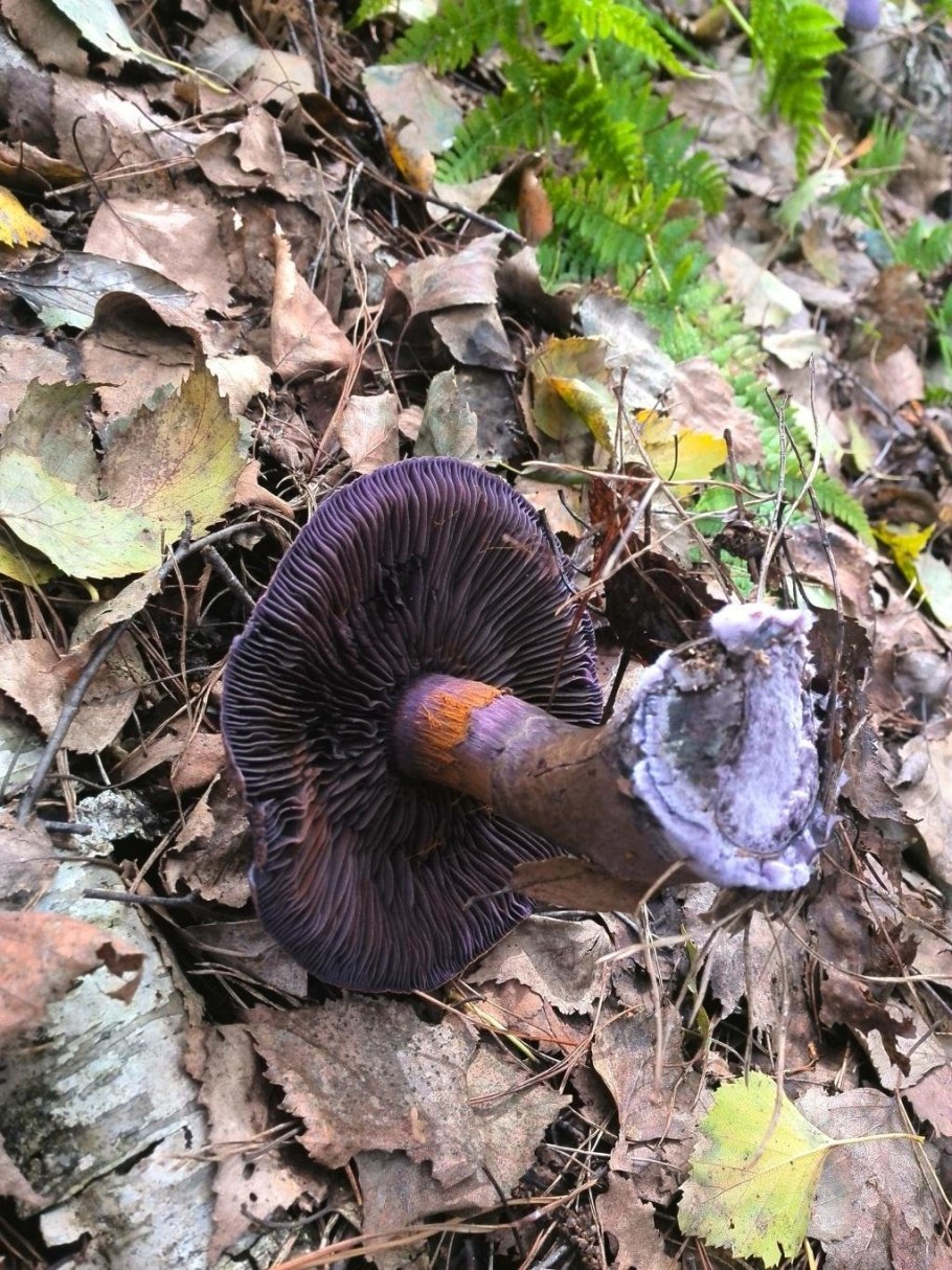 Паутинник фиолетовый гриб