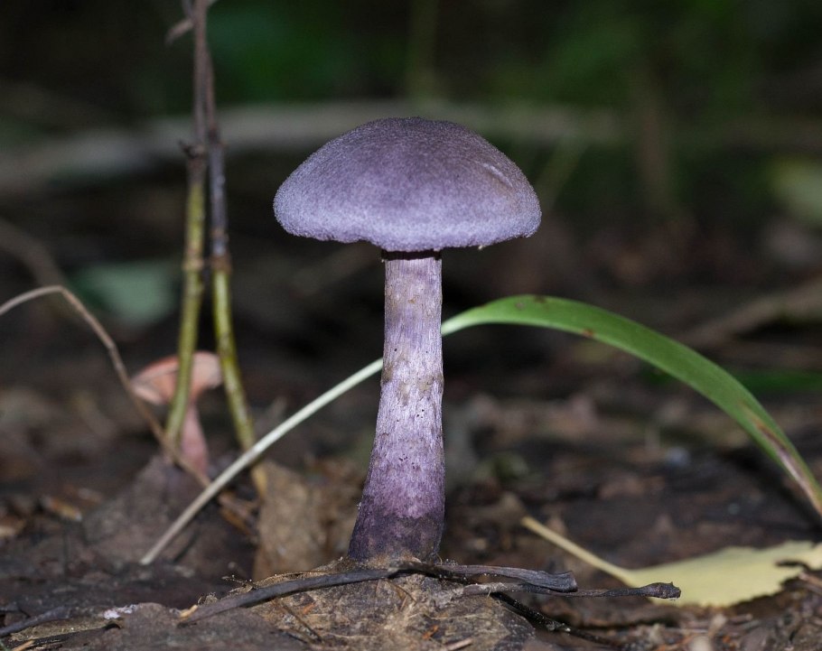 Паутинник пасынковидный