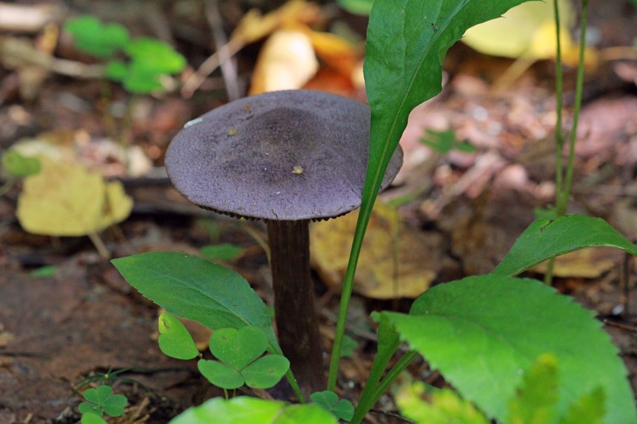 Лаковица Аметистовая