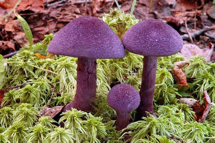 Паутинник фиолетовый (Cortinarius violaceus)