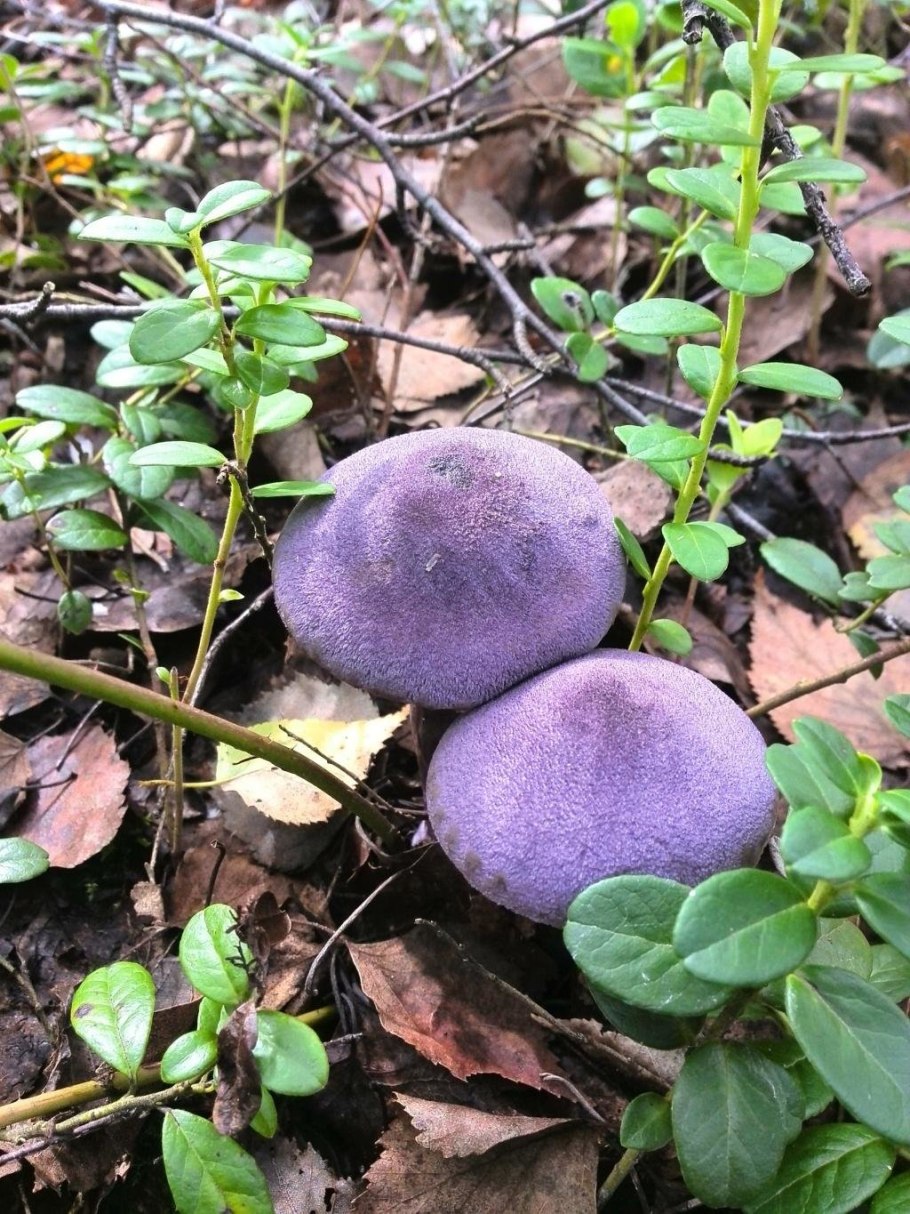 Паутинник лиловый Cortinarius traganus