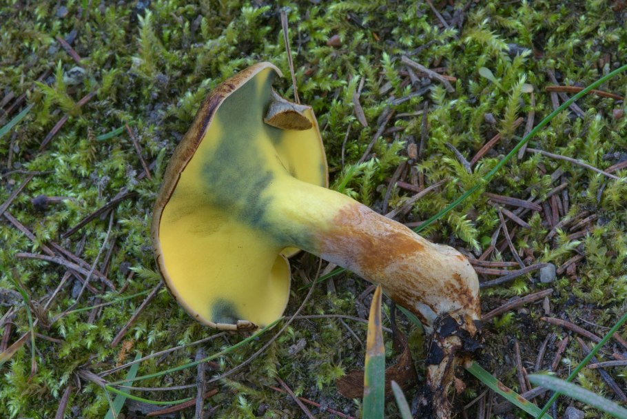 Гиродон сизоватый (подольшаник)