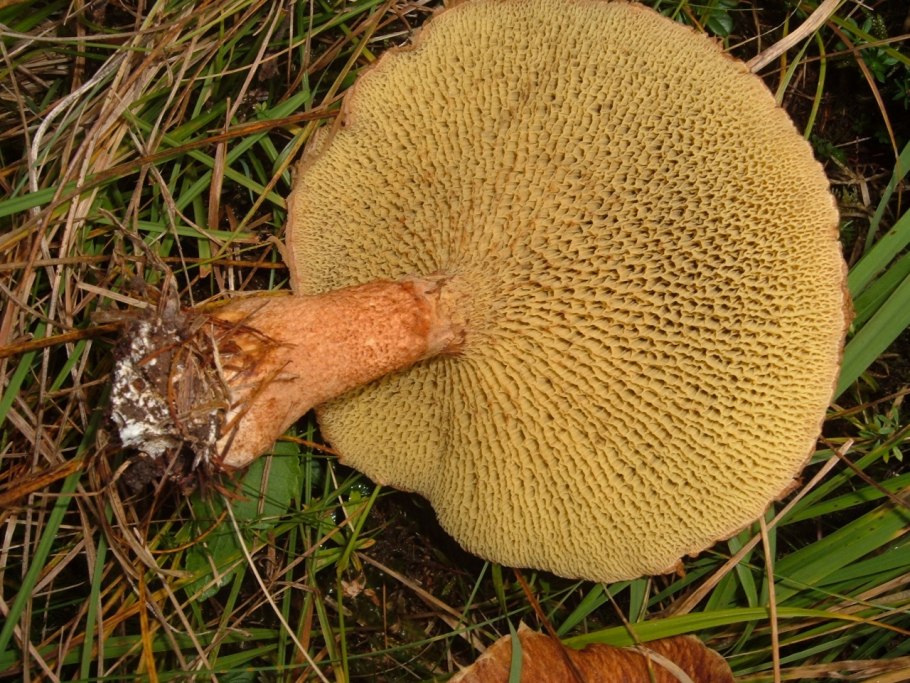 Болетинус полоножковый моховик полоножковый Boletinus cavipes