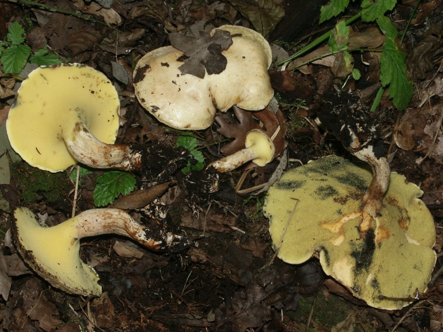 Гиродон сизоватый