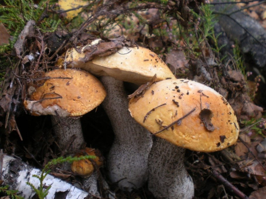 Грибы растущие в березовой роще