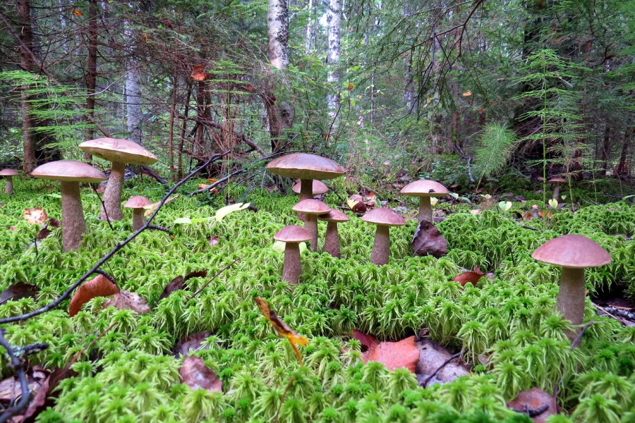 Грибники дары леса