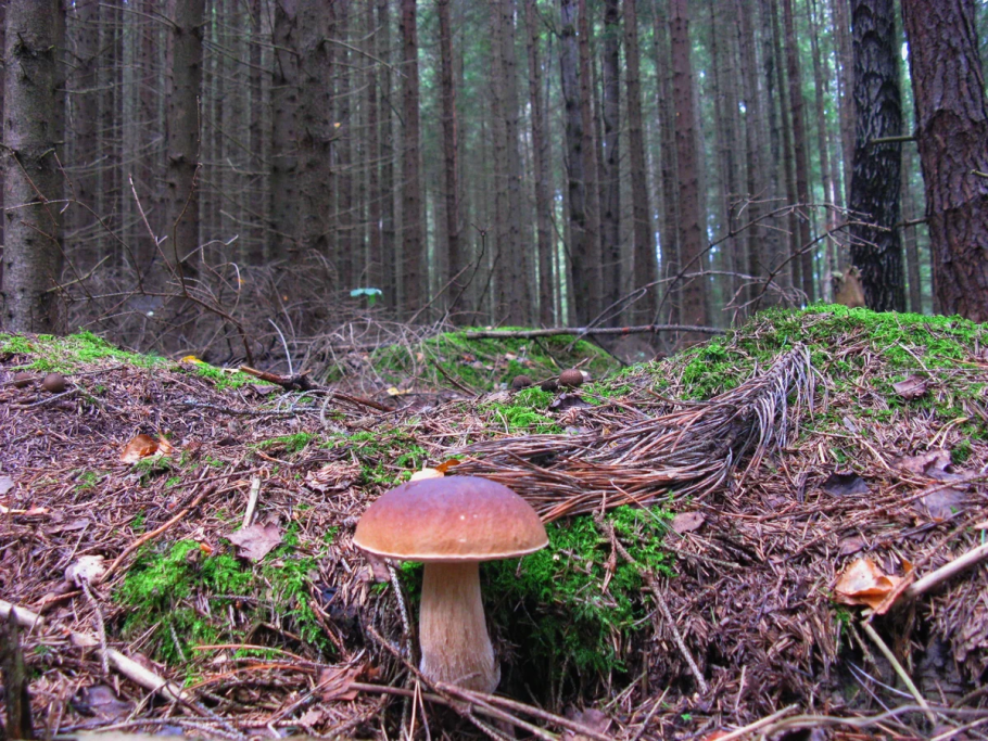 Грибы которые растут вдоль дороги