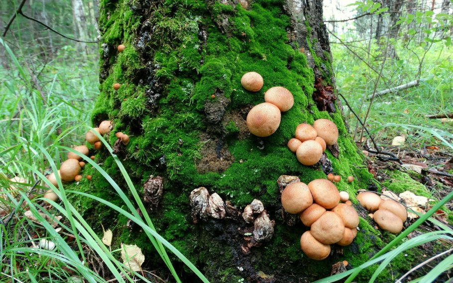 Грибы березового леса