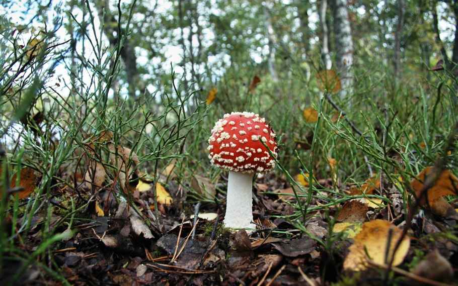 Крымские грибы на ножке без шляпки осенние