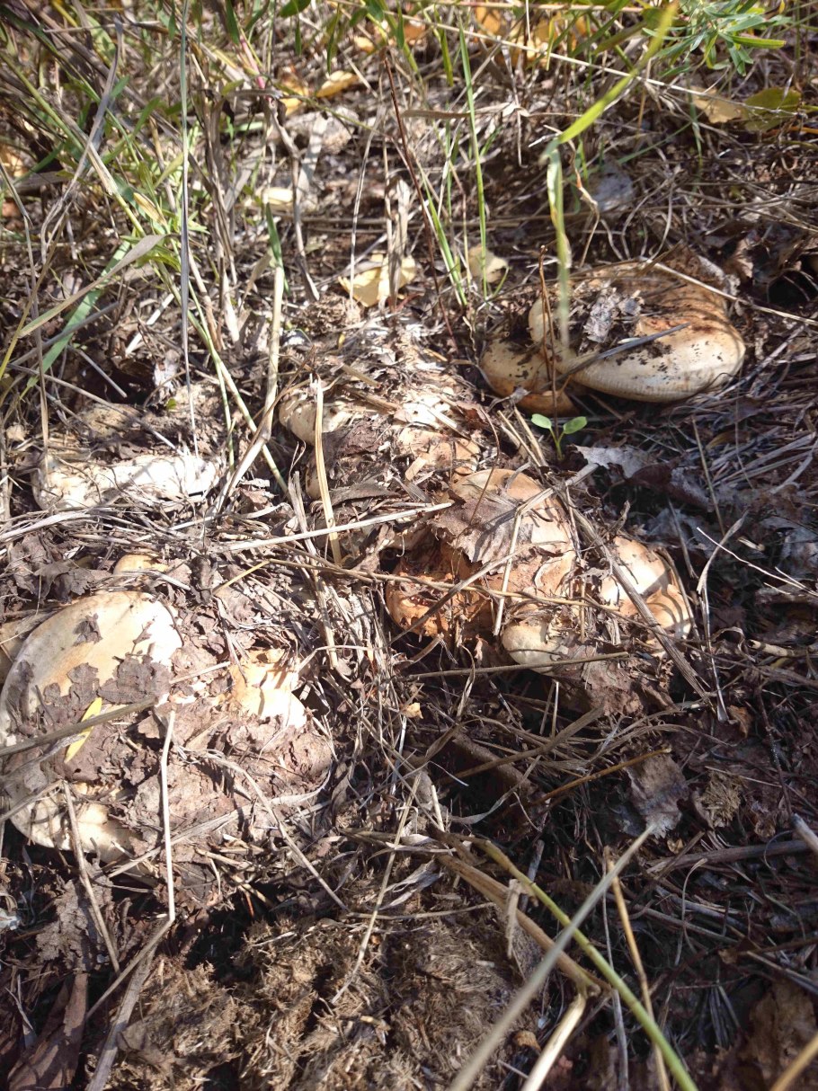 Съедобные грибы растущие в Башкирии