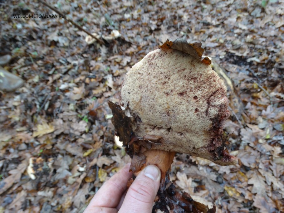 Грибы растущие в Сукко