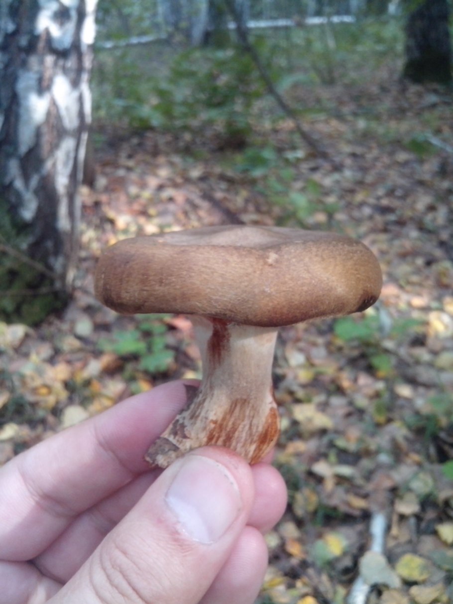 Пластинчатые грибы Башкирии