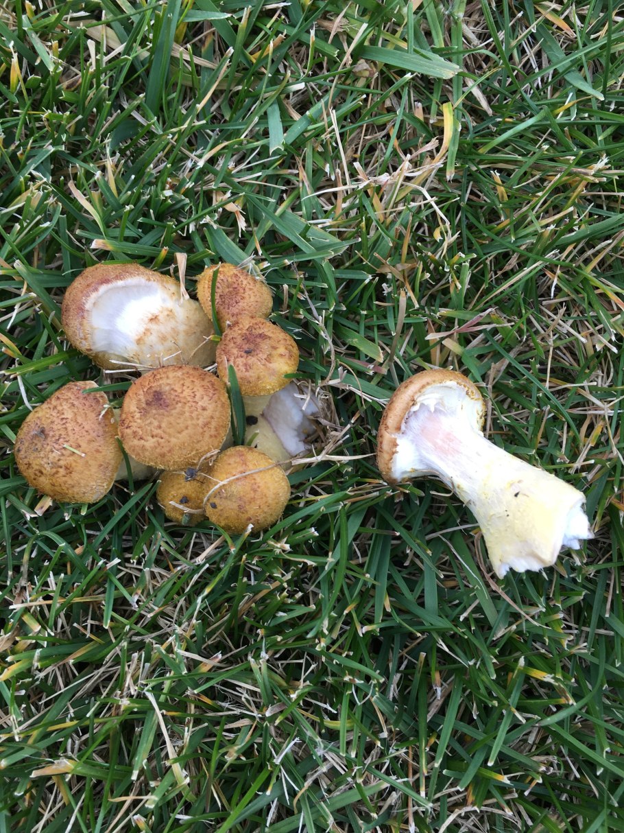 Грибы растущие на газонах