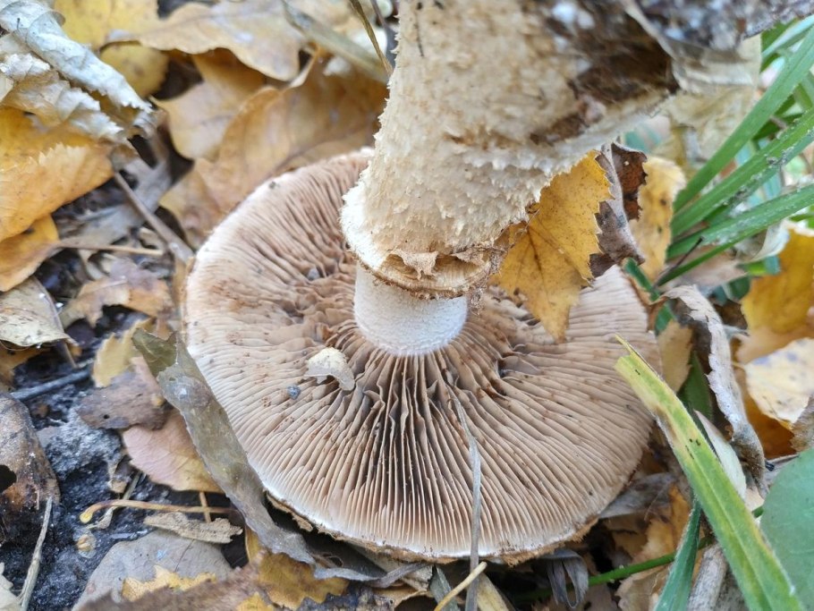 Грибы растущие под березами