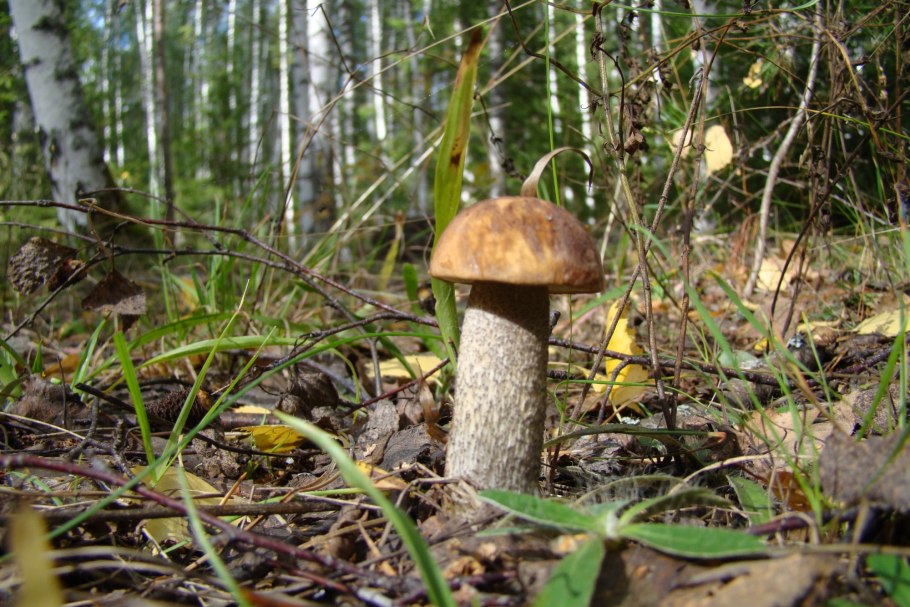 Обабки полянами