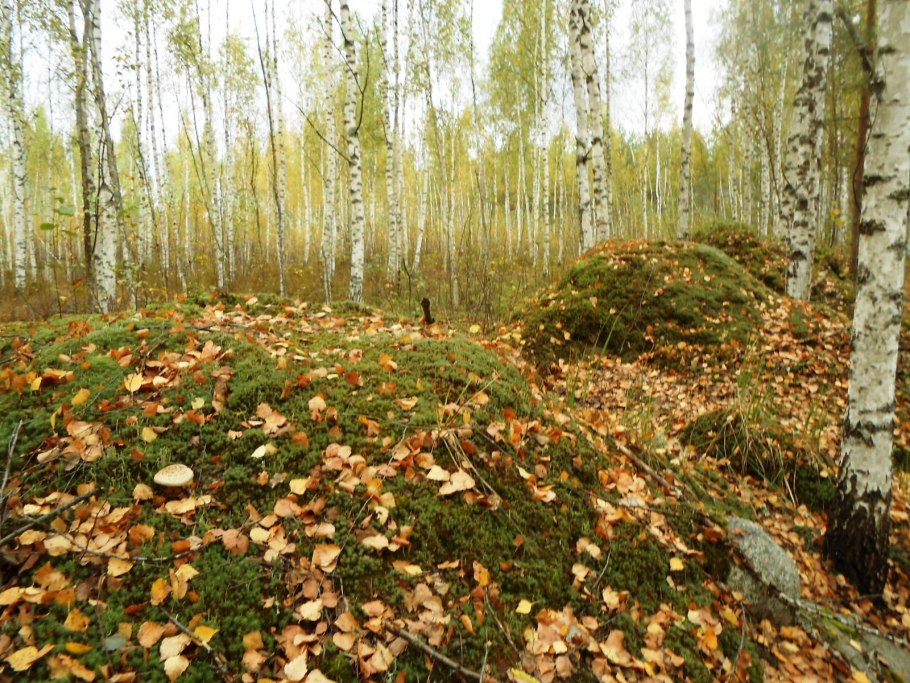 Курган Березовая роща