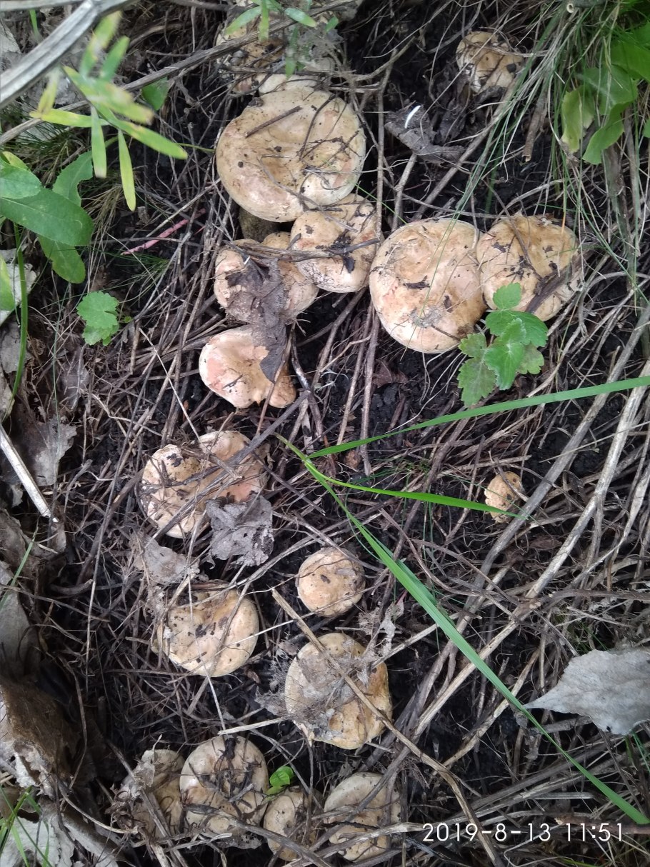 Съедобные грибы в березовых посадках