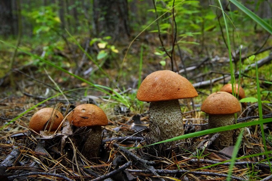 Подосиновик черночешуйчатый