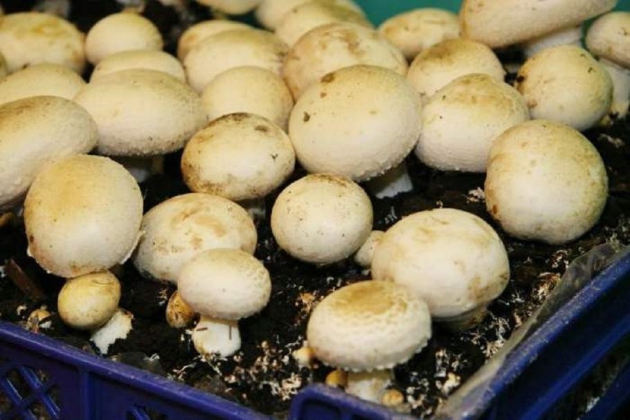 Agaricus мицелий