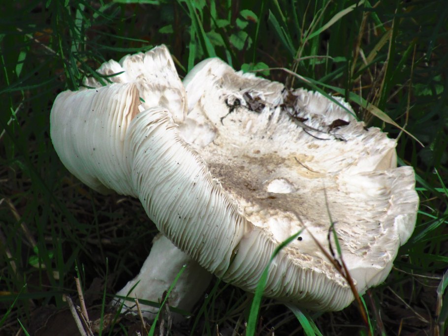 Говорушка Крымская