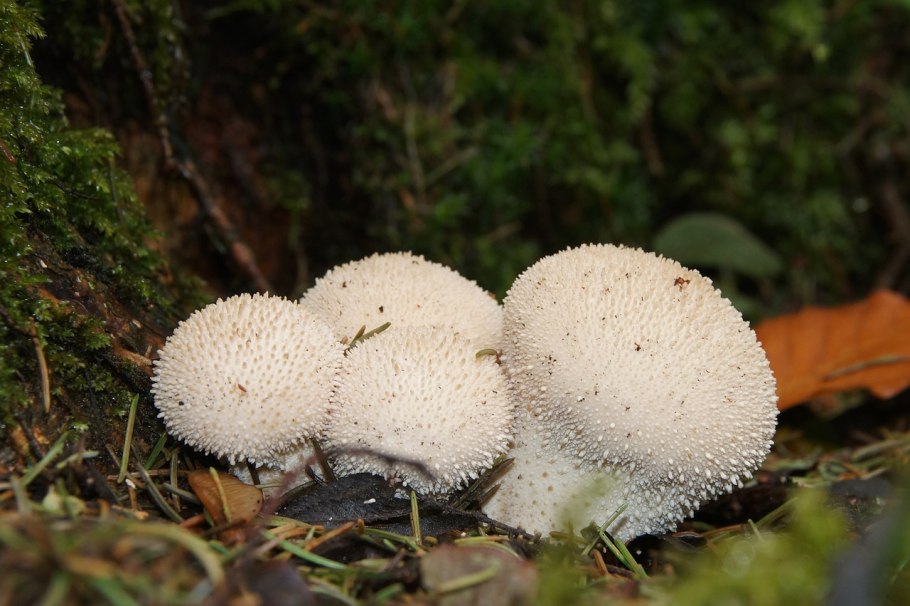 Рядовка Голубиная Tricholoma columbetta