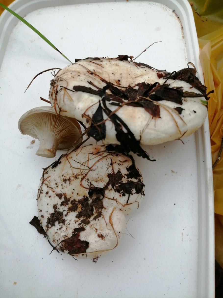 Грибы белого цвета