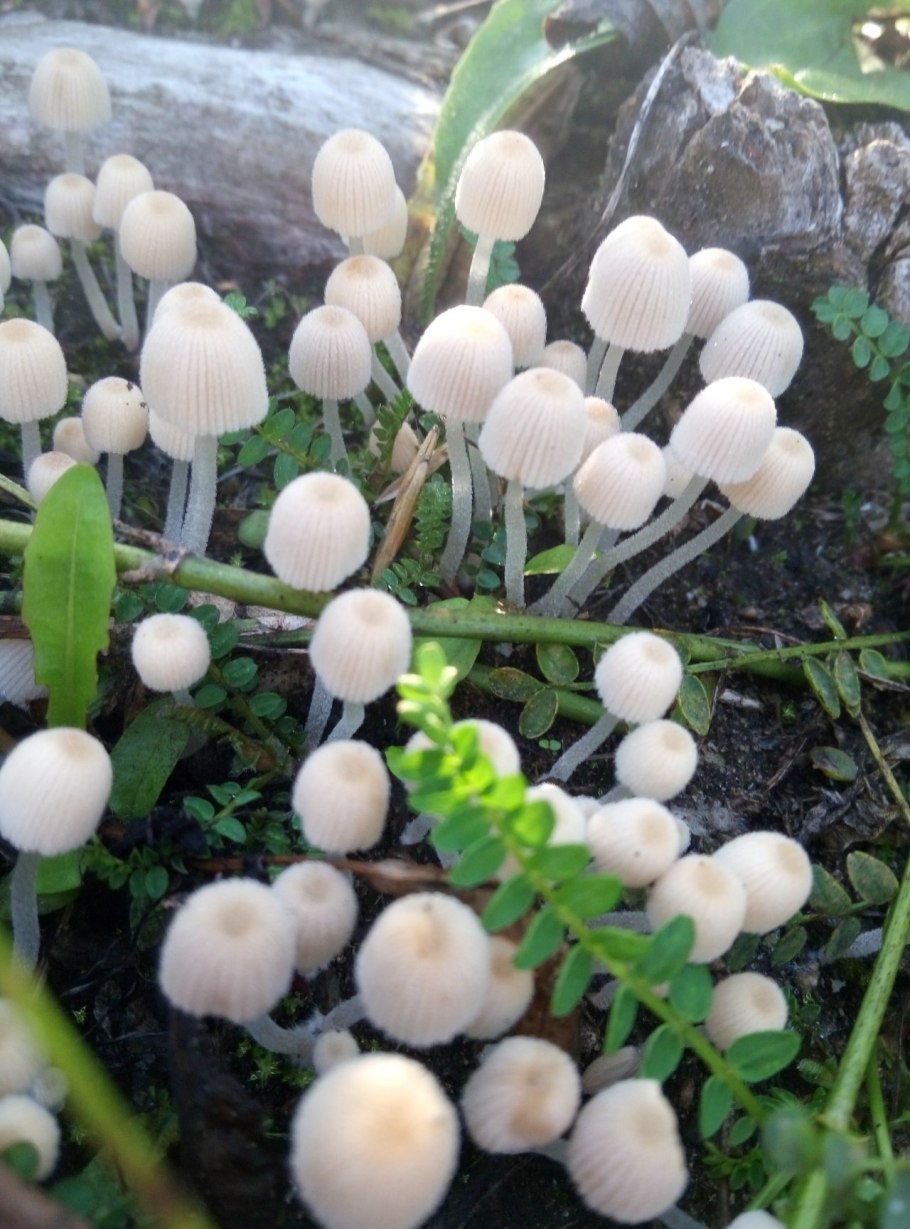 Навозник рассеянный Coprinellus disseminatus