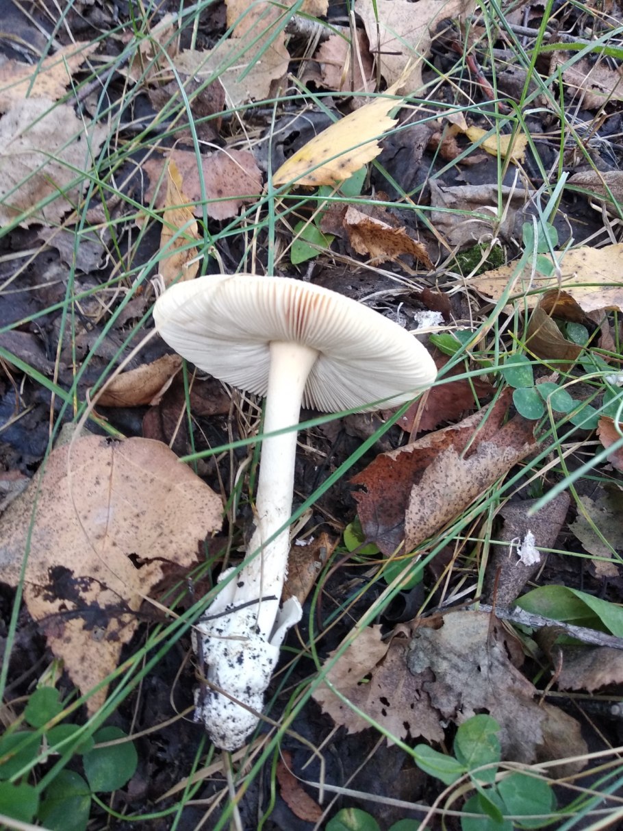 Conocybe inocybeoides
