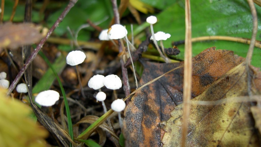 Поганка гриб