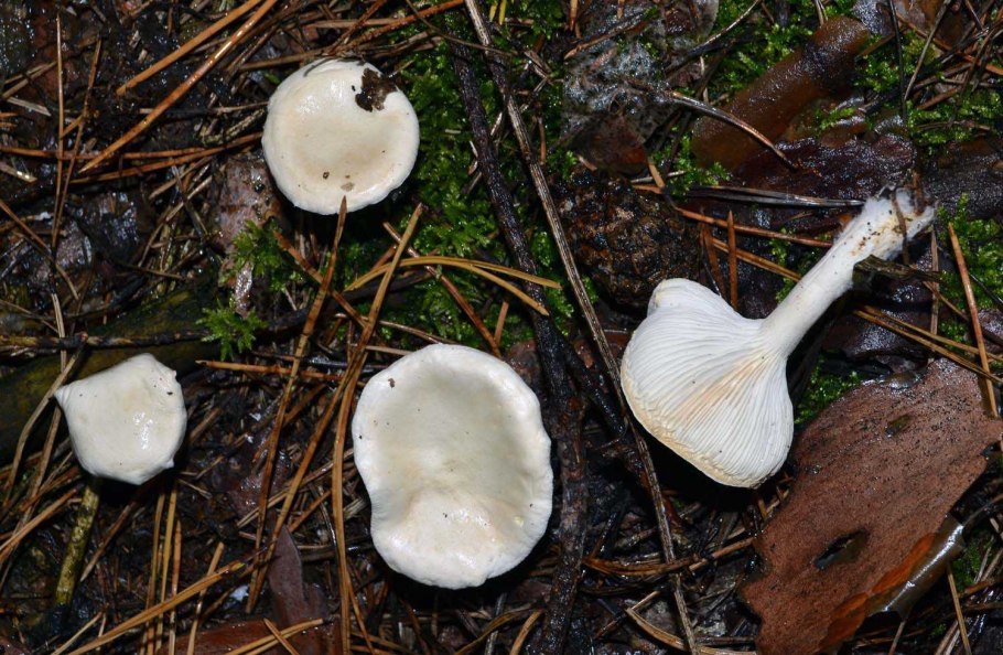 Гриб с белой шляпкой и белой ножкой