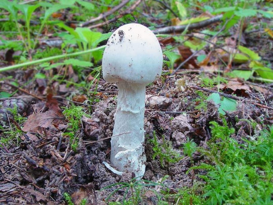 Поплавок белый Amanita Alba