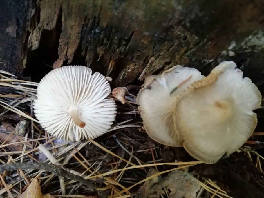 Треска "белый мухомор"