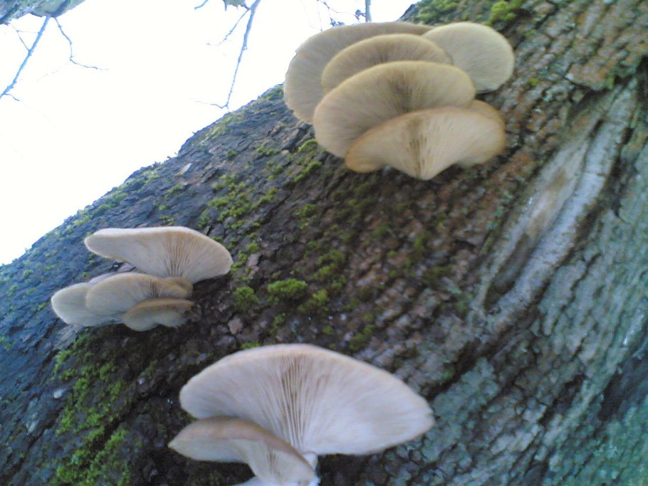 Грибы осенние на стволу дерева с