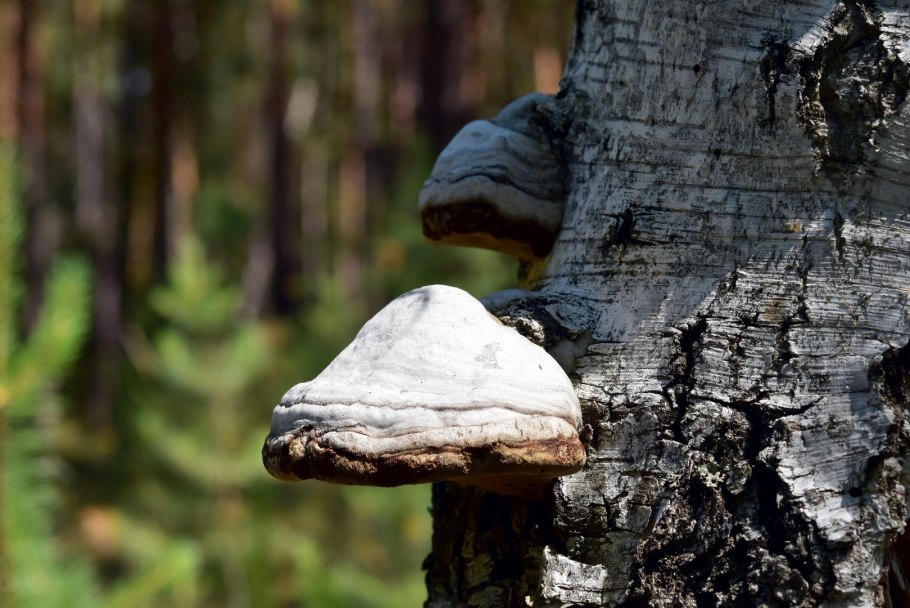 Гриб на дереве в черте города