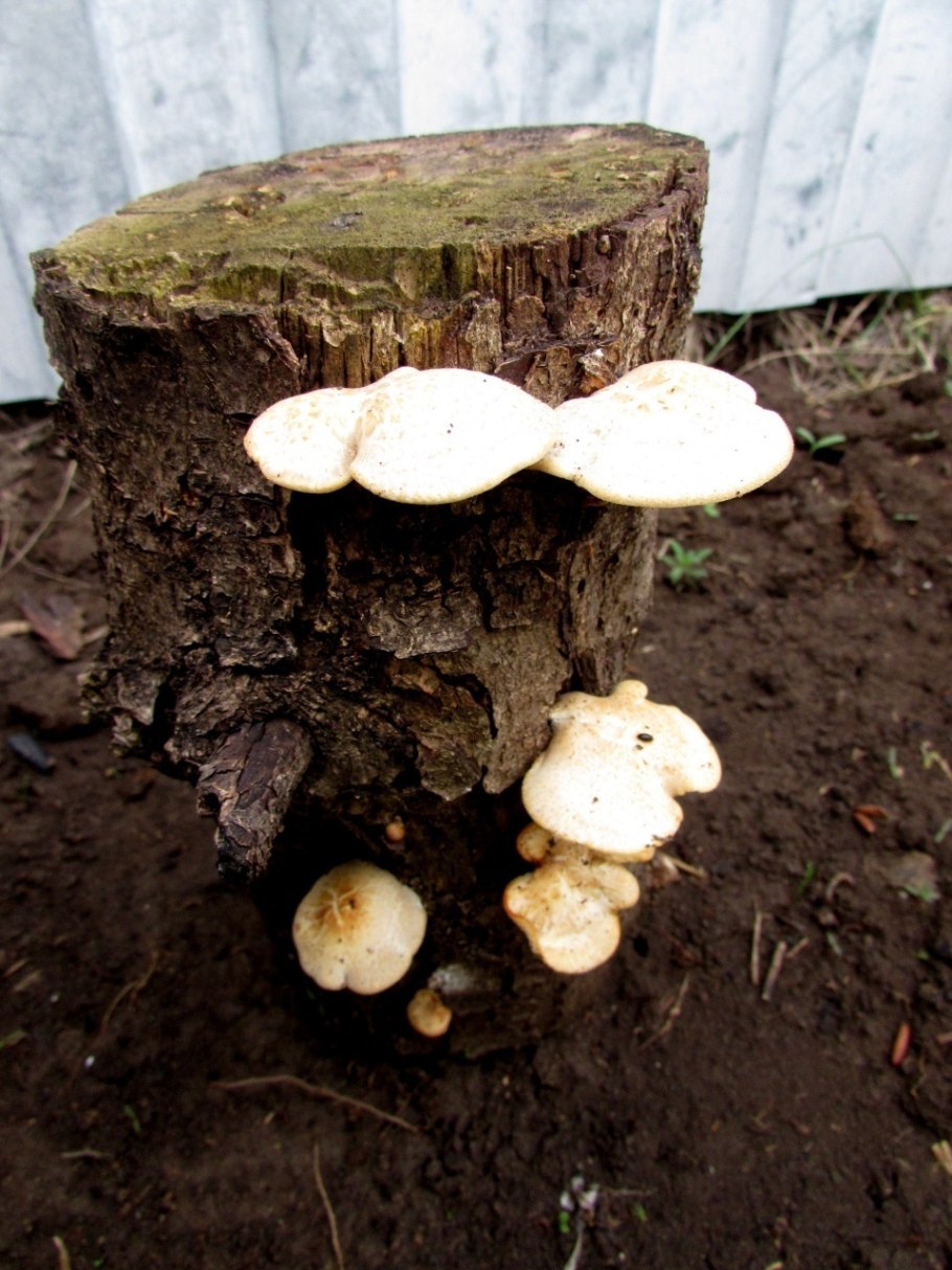 Белые грибы на деревянном столе