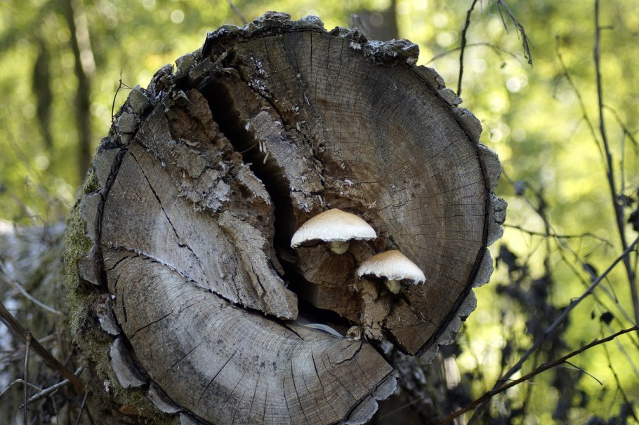 Древесный гриб Агарикус