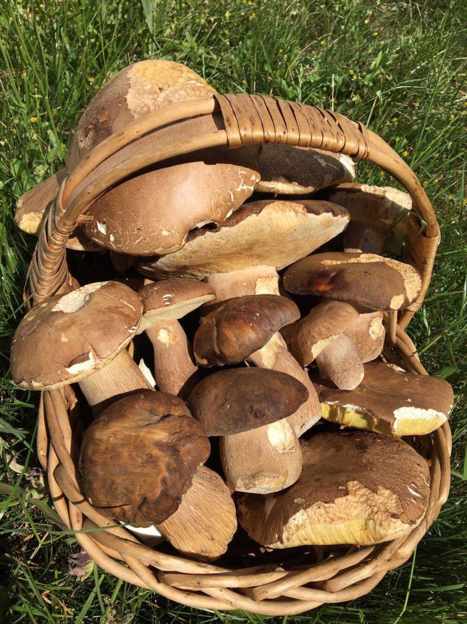 Много грибов