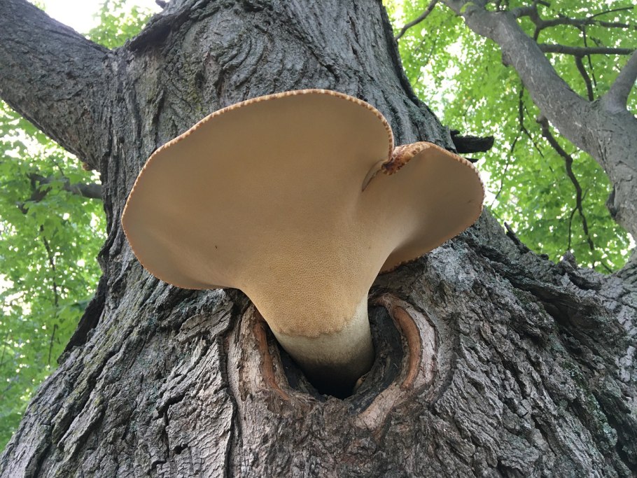 Гриб на дереве