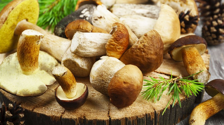 Трутовик гериция