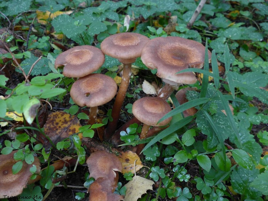 Опенок толстоногий Armillaria Gallica