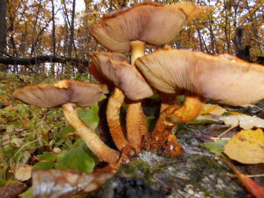 Гриб Armillaria tabescens