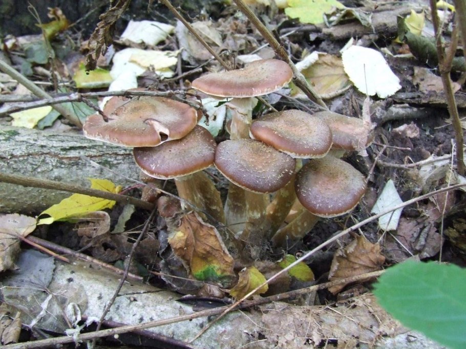 Рядовка скученная Lyophyllum decastes