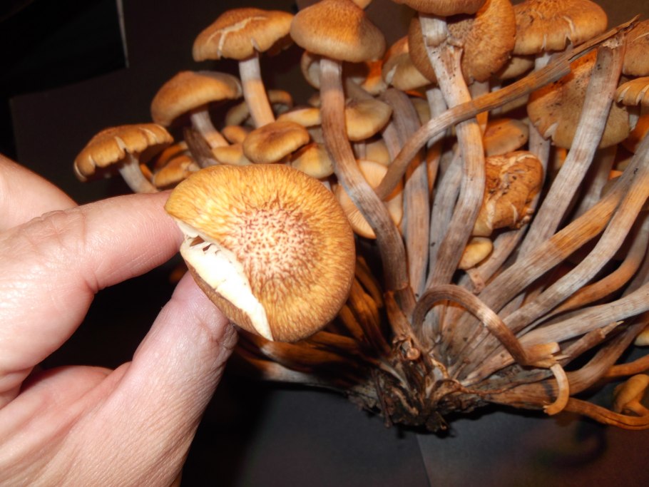 Коллибия веретеноногая Collybia fusipes