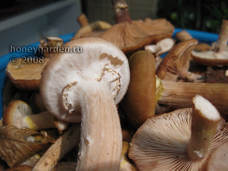 Опята на длинной ножке