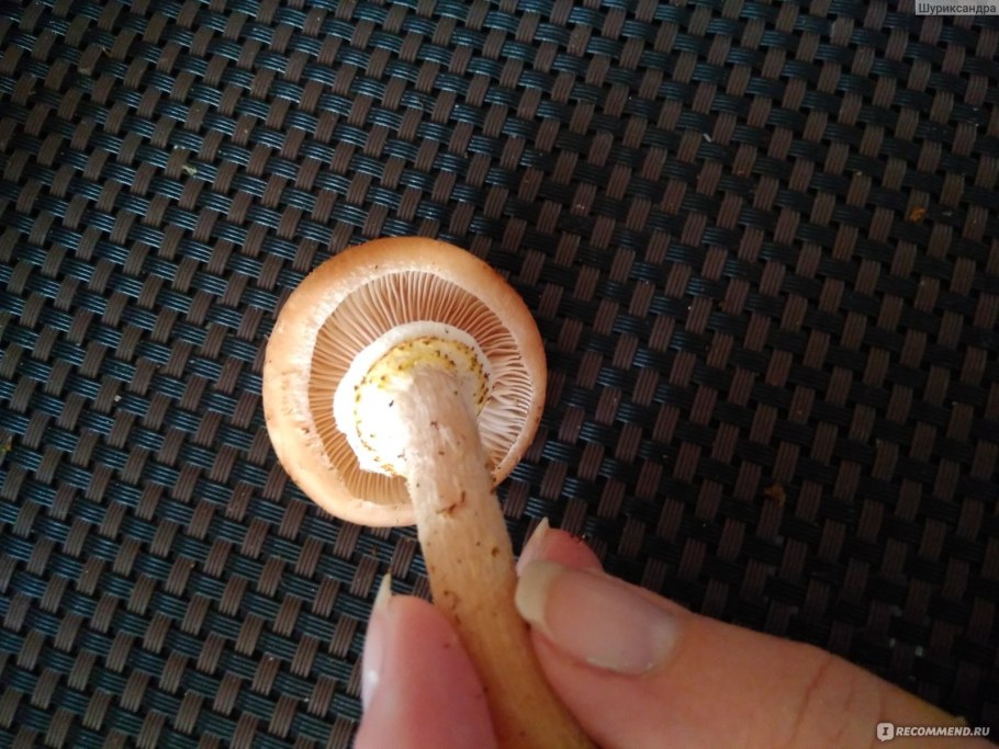 Осенние опята коричневые