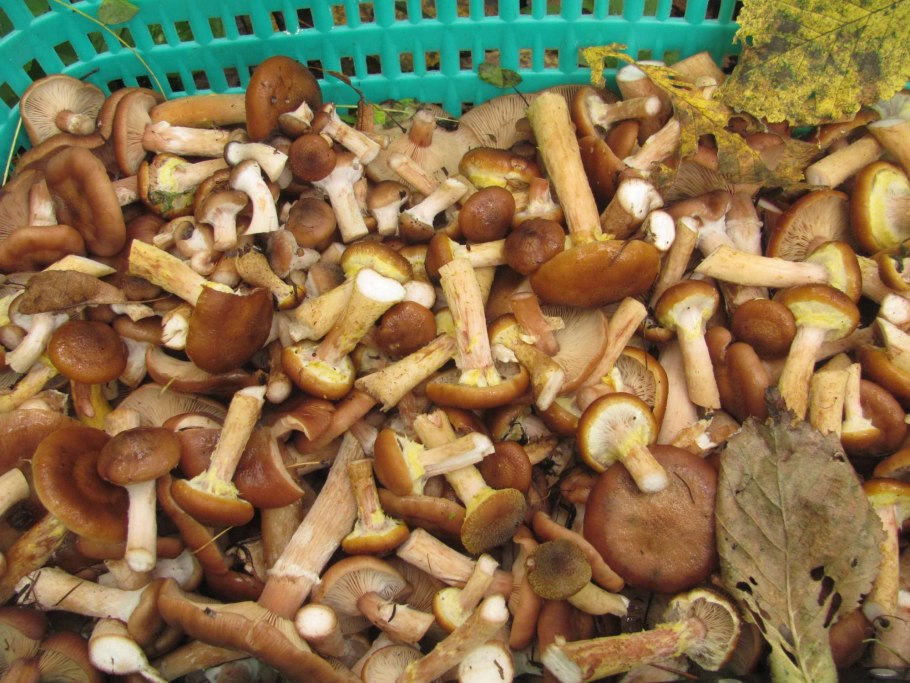 Опята несъедобные