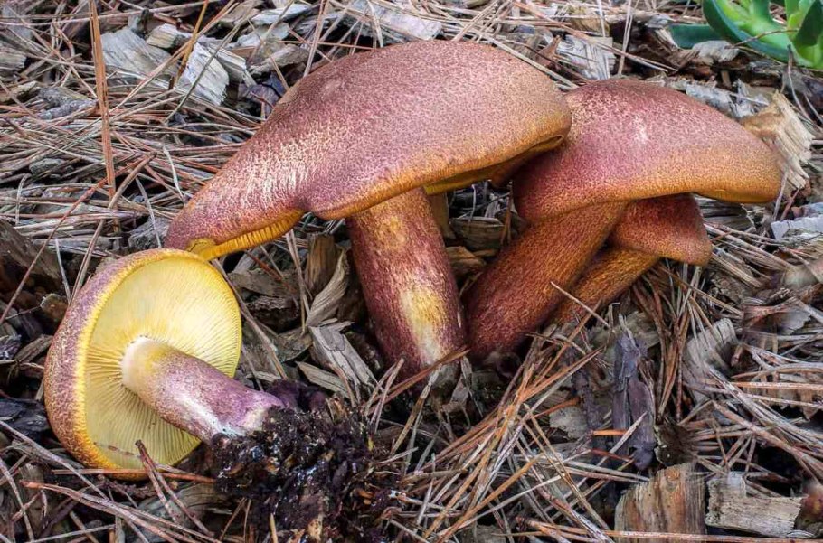 Обои на рабочий стол опята