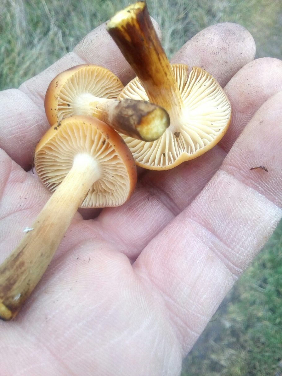 Медовые грибы Armillaria mellea