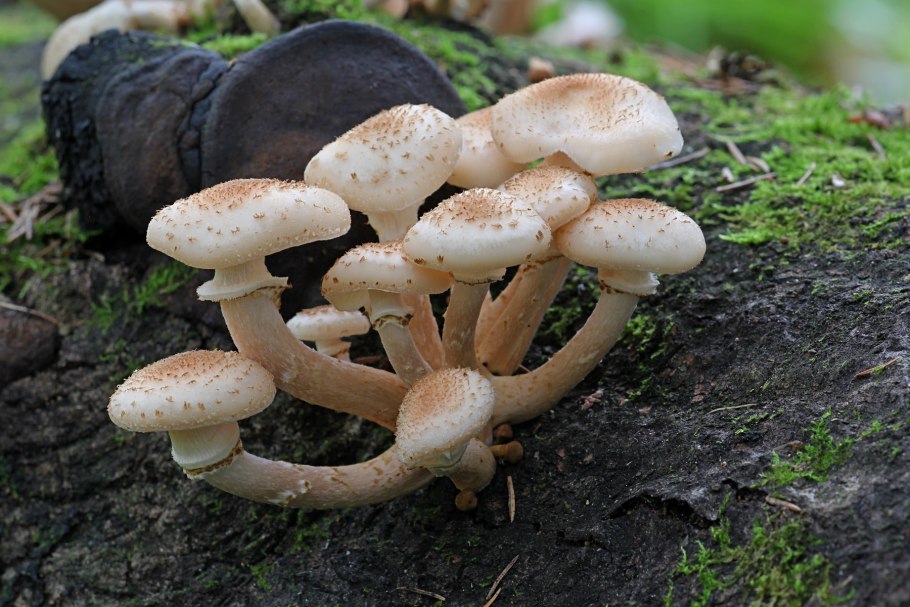 Tricholomopsis rutilans