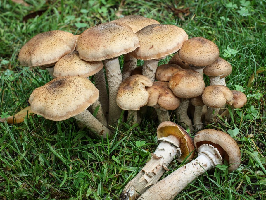 Опята с коричневой шляпкой